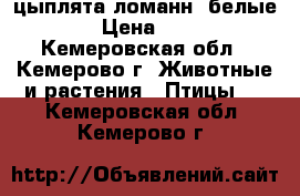 цыплята ломанн (белые) › Цена ­ 80 - Кемеровская обл., Кемерово г. Животные и растения » Птицы   . Кемеровская обл.,Кемерово г.